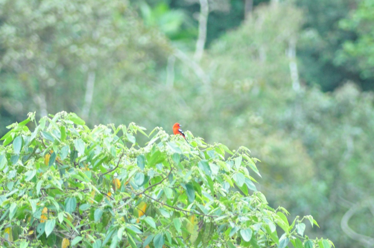 White-winged Tanager - ML138457441