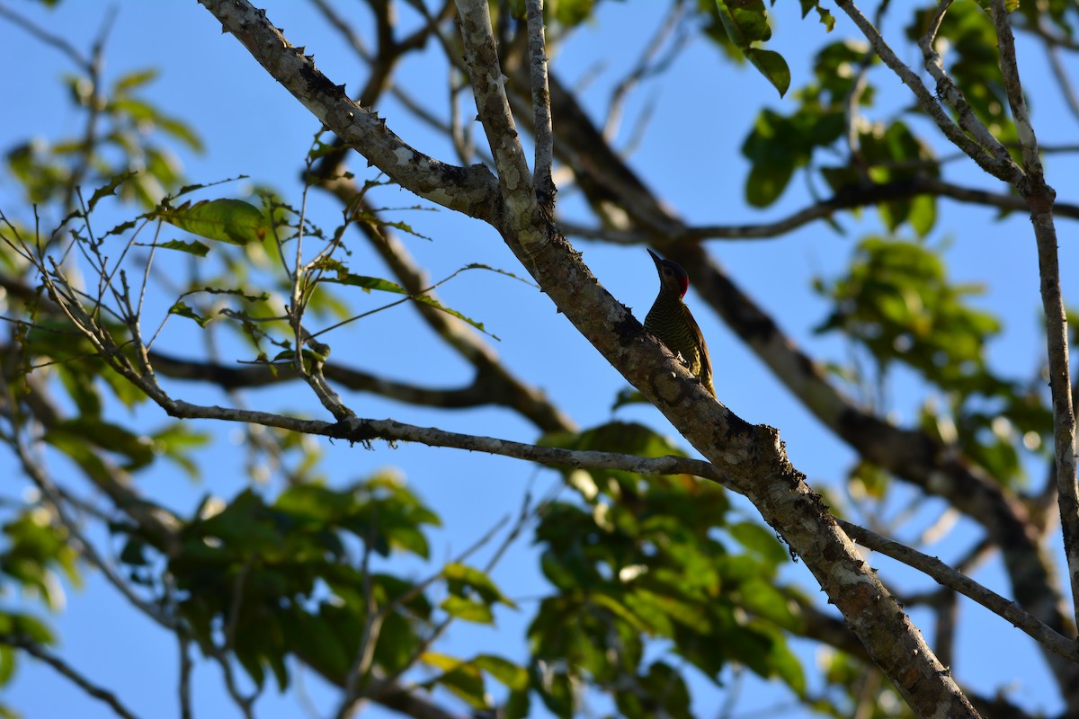 Golden-olive Woodpecker - Cristhian Ureña