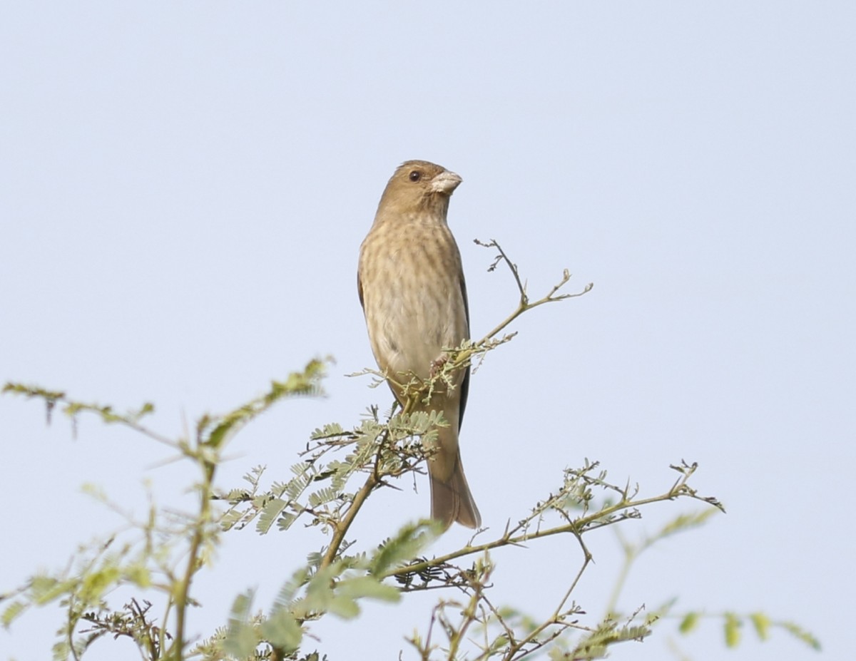 Common Rosefinch - Elavarasan M