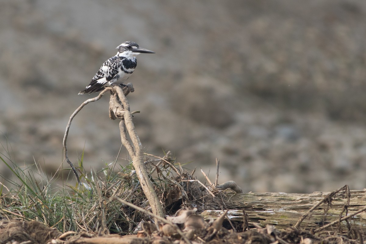 Pied Kingfisher - Lucas Bobay