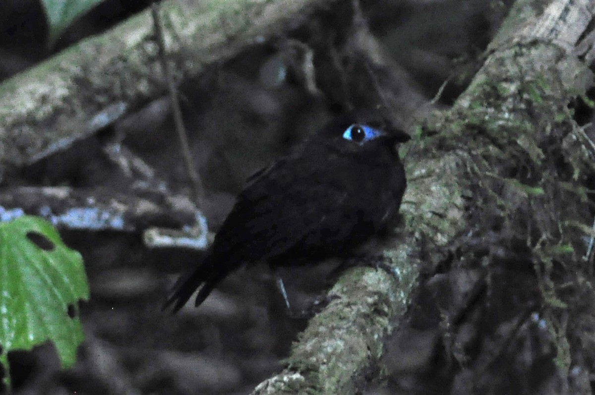 Panamáameisenvogel (berlepschi) - ML138460161