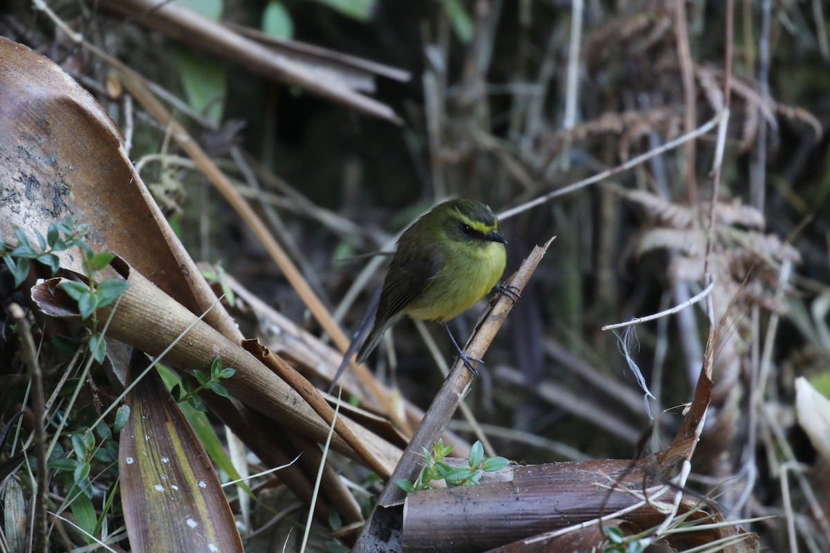 Yellow-bellied Chat-Tyrant - ML138460651