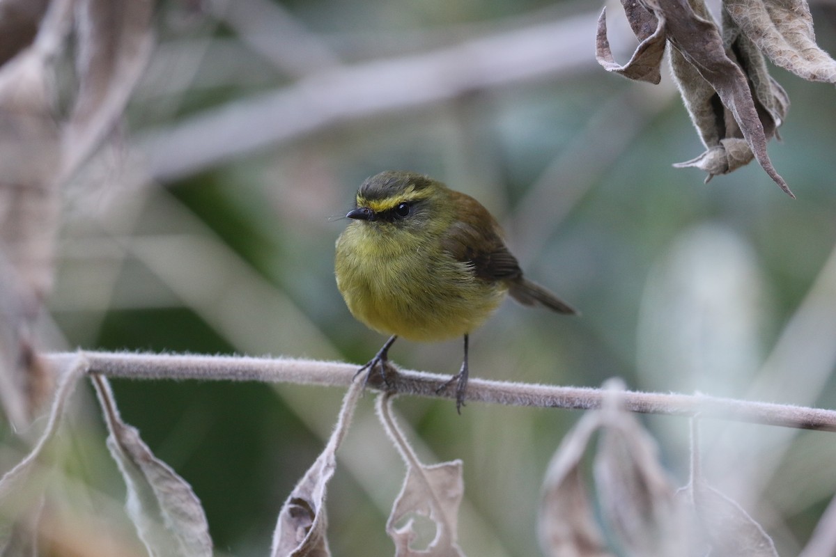 Yellow-bellied Chat-Tyrant - ML138460681