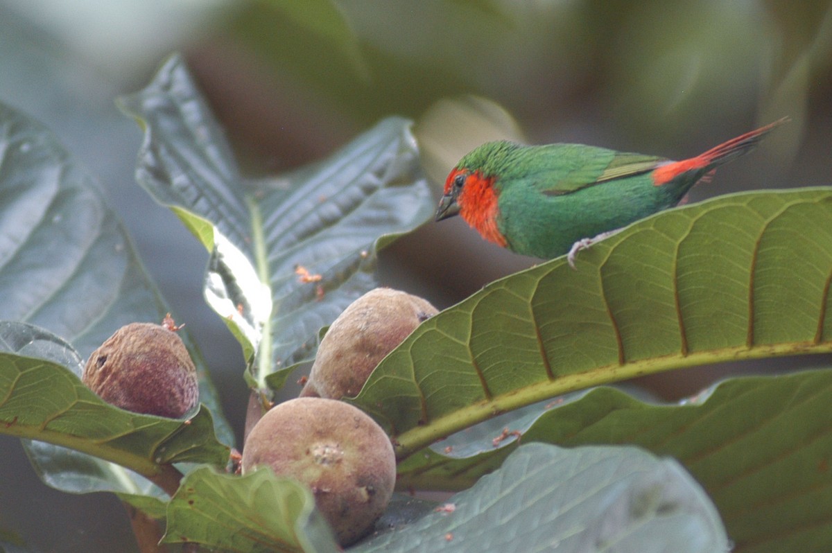 Red-throated Parrotfinch - ML138460891