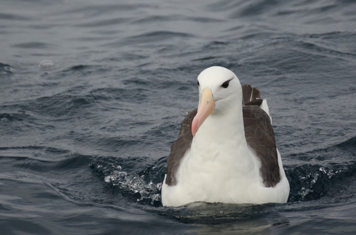 Albatros à sourcils noirs - ML138461231
