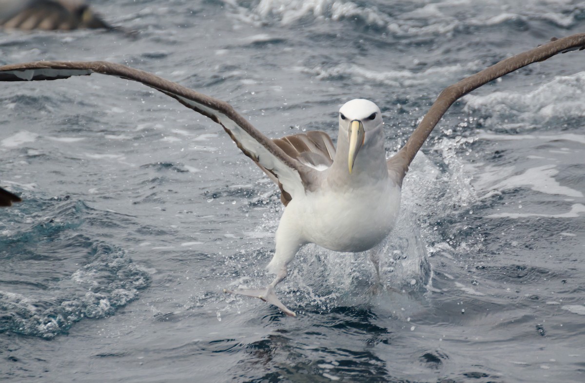 Salvin's Albatross - ML138461251