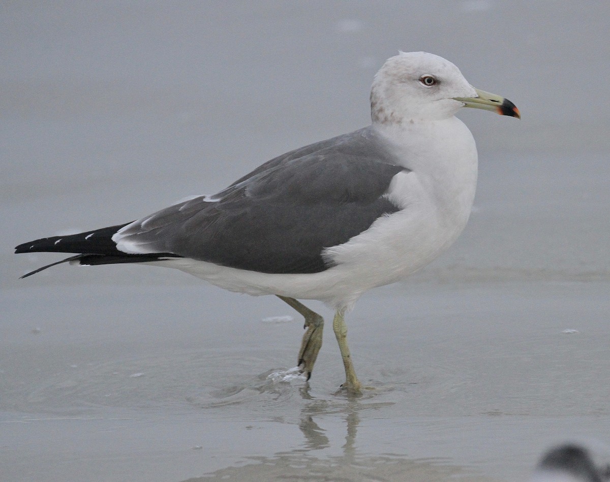 Black-tailed Gull - ML138462511