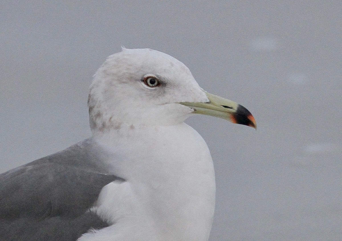 Black-tailed Gull - Michael Brothers