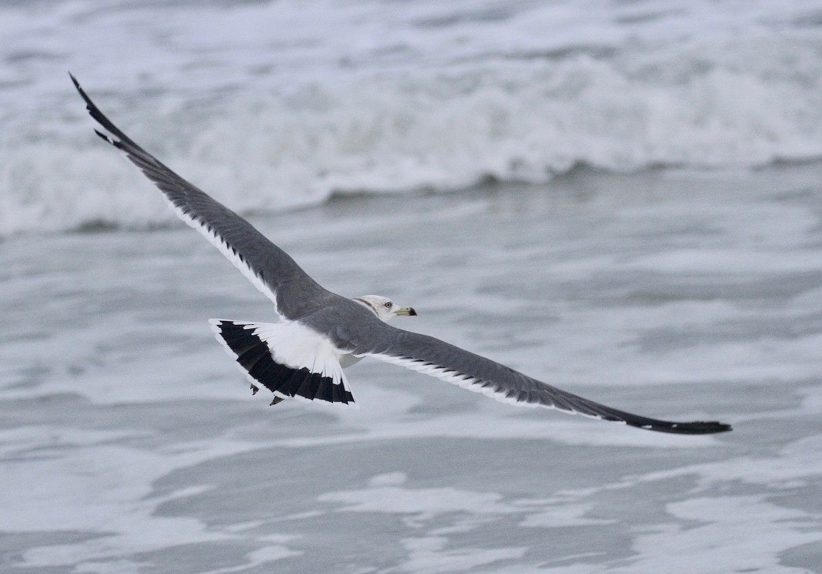 Black-tailed Gull - Michael Brothers