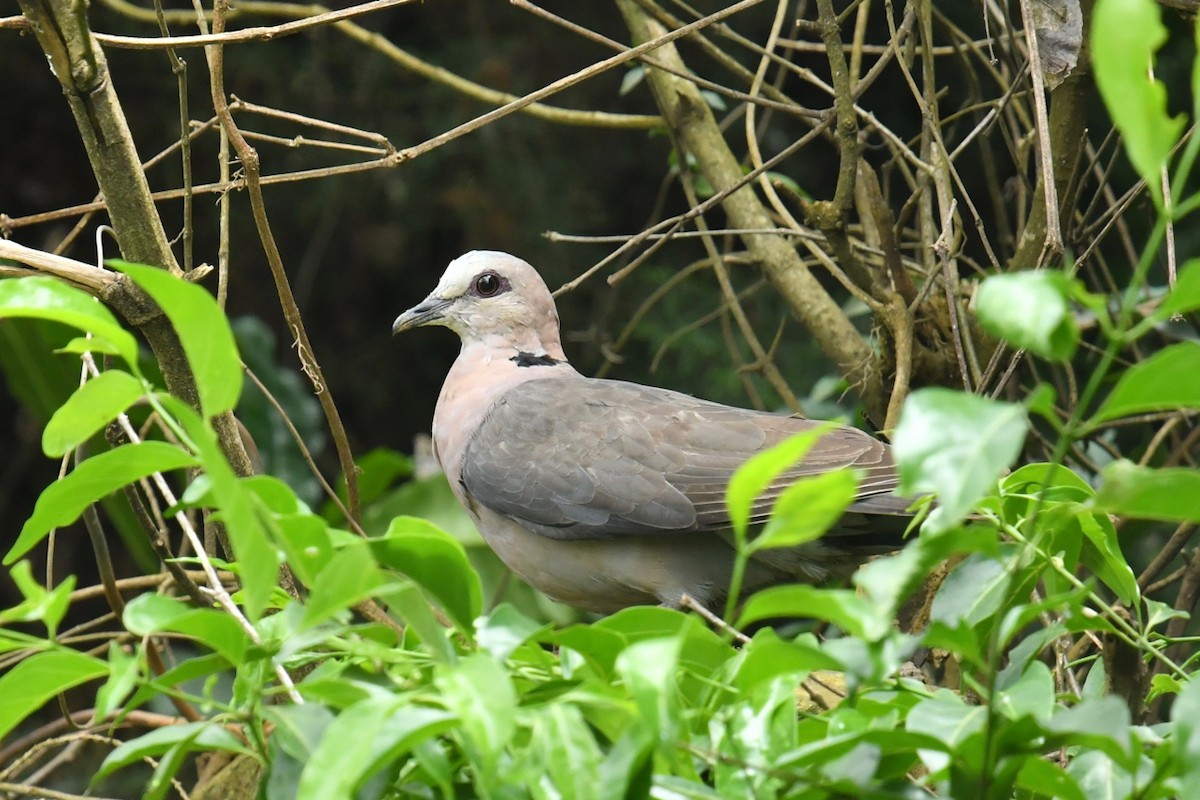 Ring-necked Dove - Qin Huang