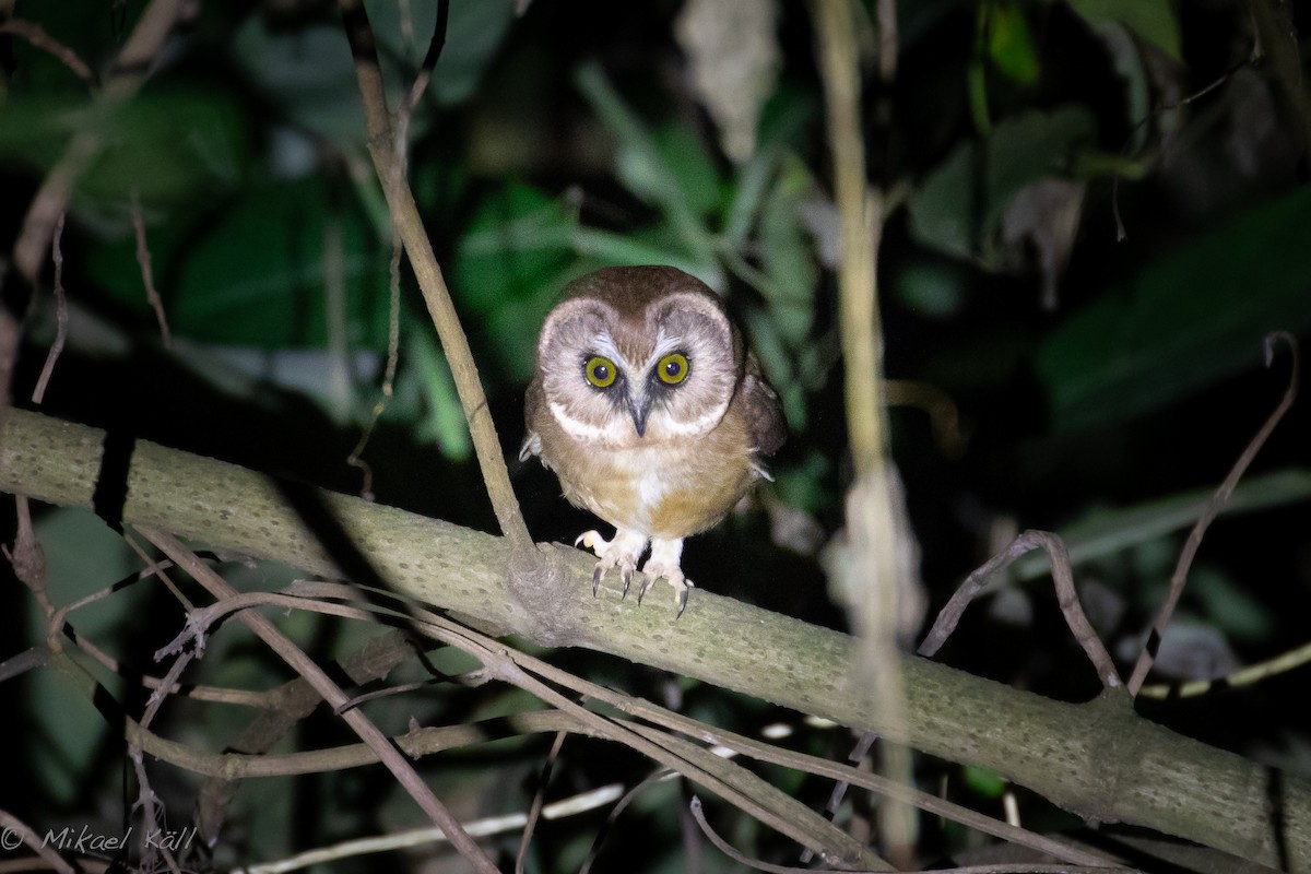 Unspotted Saw-whet Owl - Mikael Käll