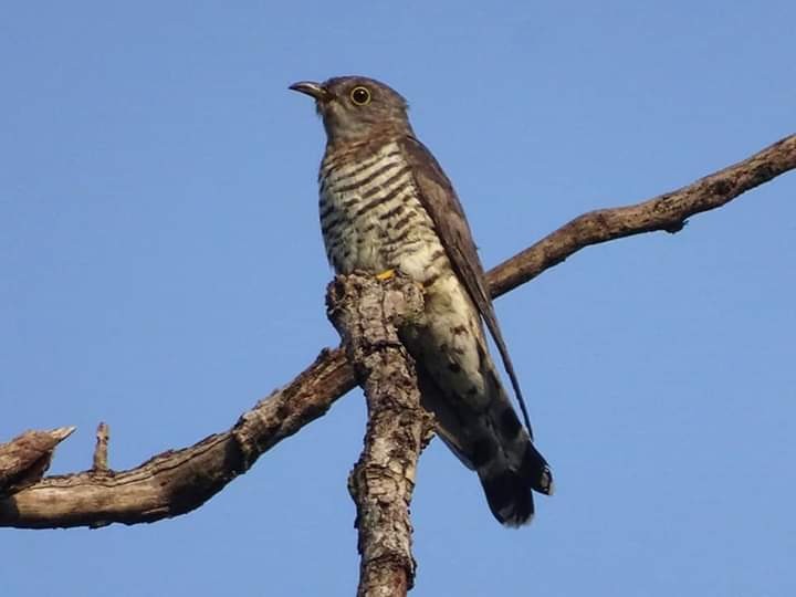 Indian Cuckoo - Sumit Majumdar