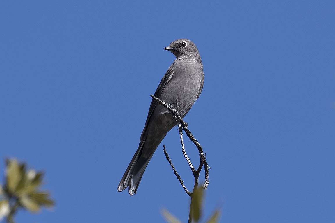 Townsend's Solitaire - ML138467091
