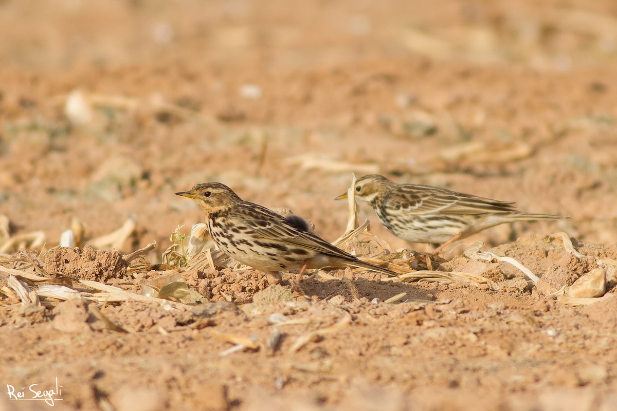 Red-throated Pipit - ML138469591