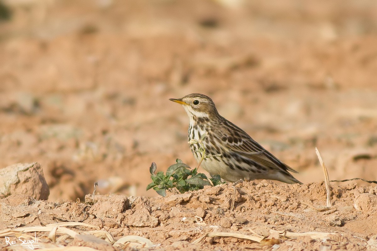 Red-throated Pipit - ML138469601