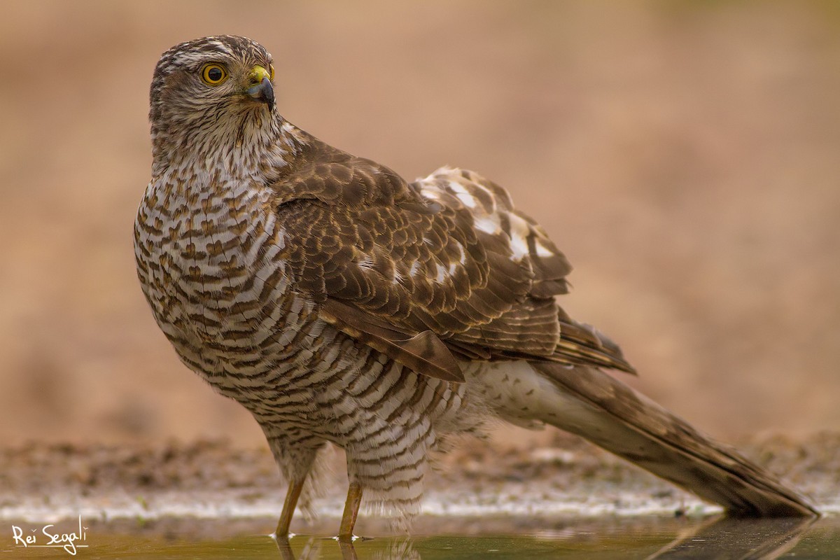 Eurasian Sparrowhawk - Rei Segali