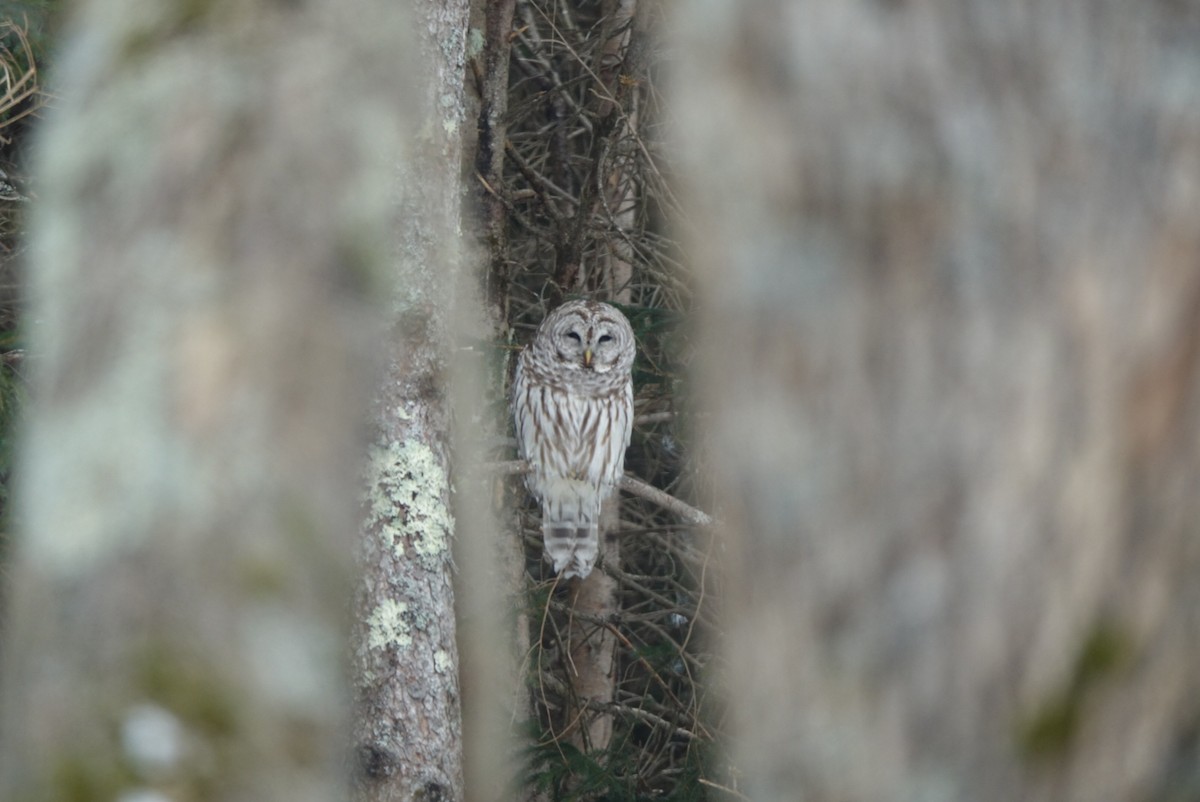 Barred Owl - ML138472411