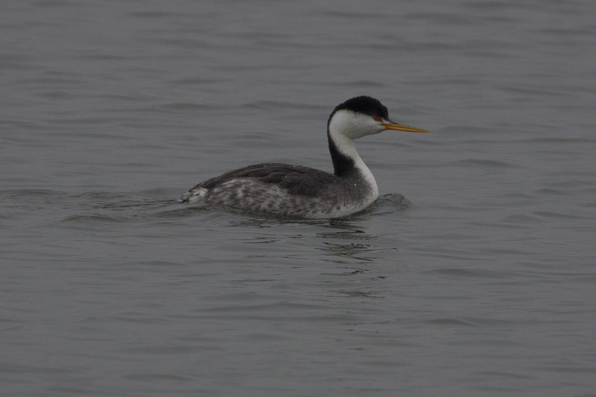 Clark's Grebe - Lindy Fung