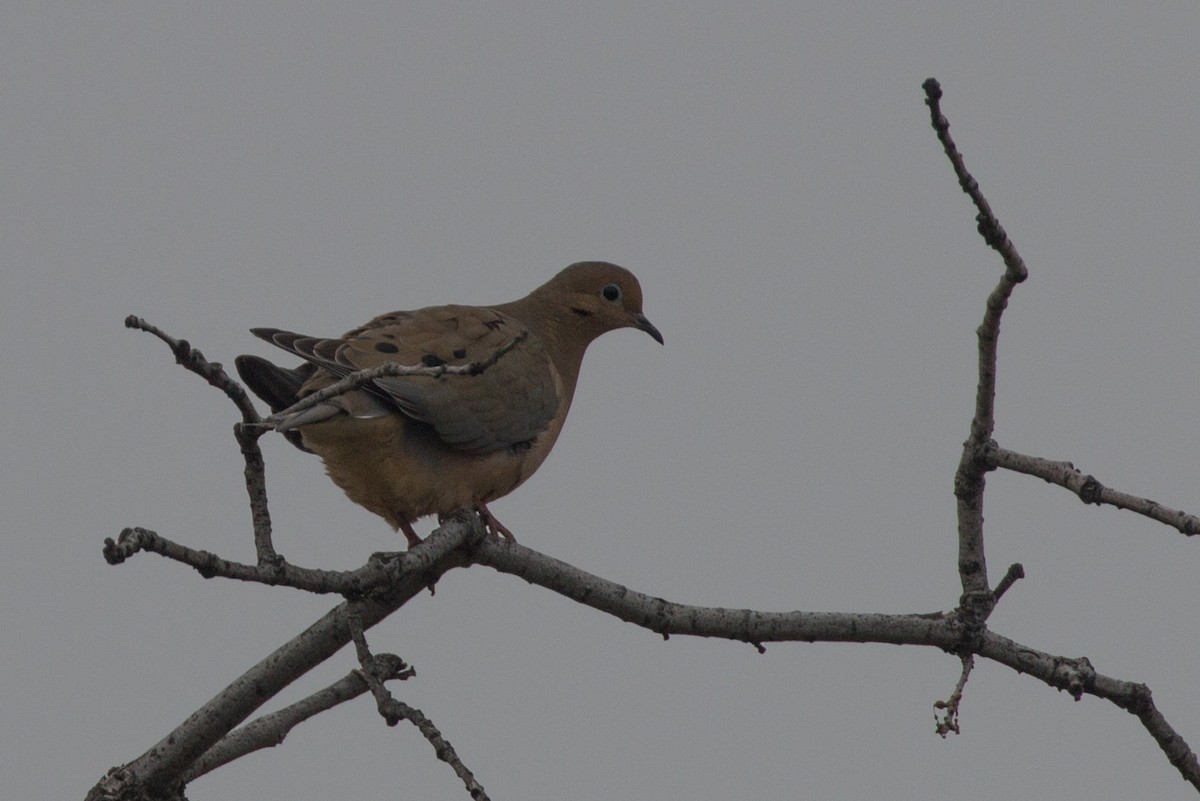 Mourning Dove - Lindy Fung