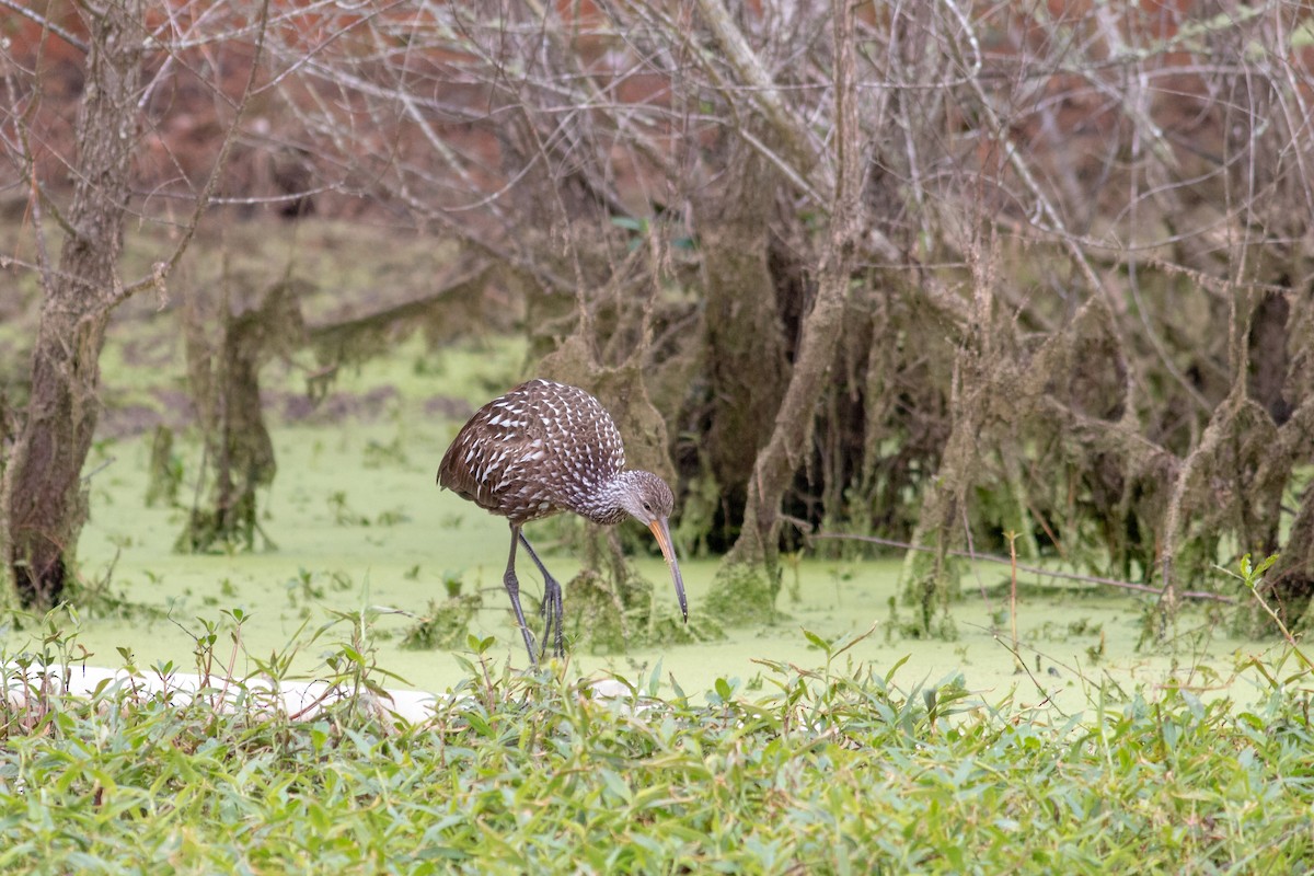 Limpkin - Jeff O'Connell