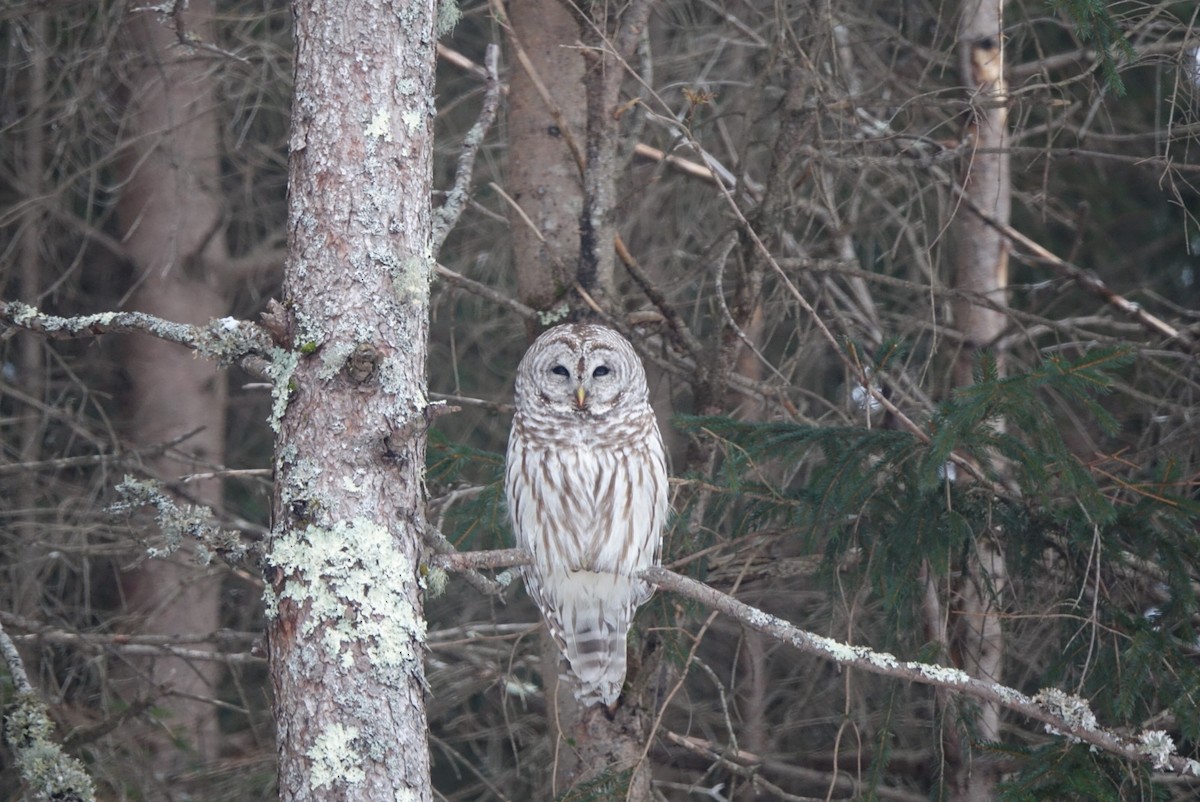 Barred Owl - ML138482511