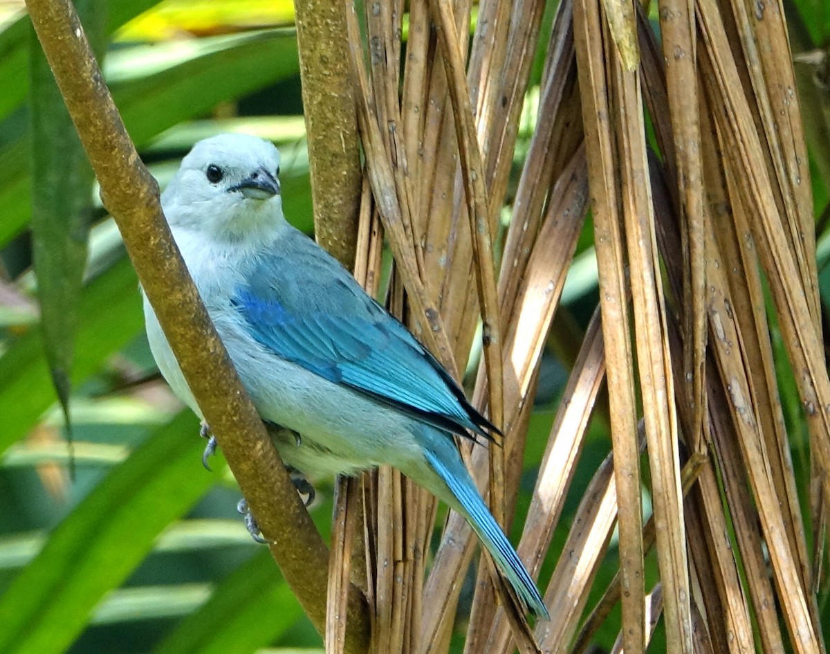 Blue-gray Tanager - ML138486561