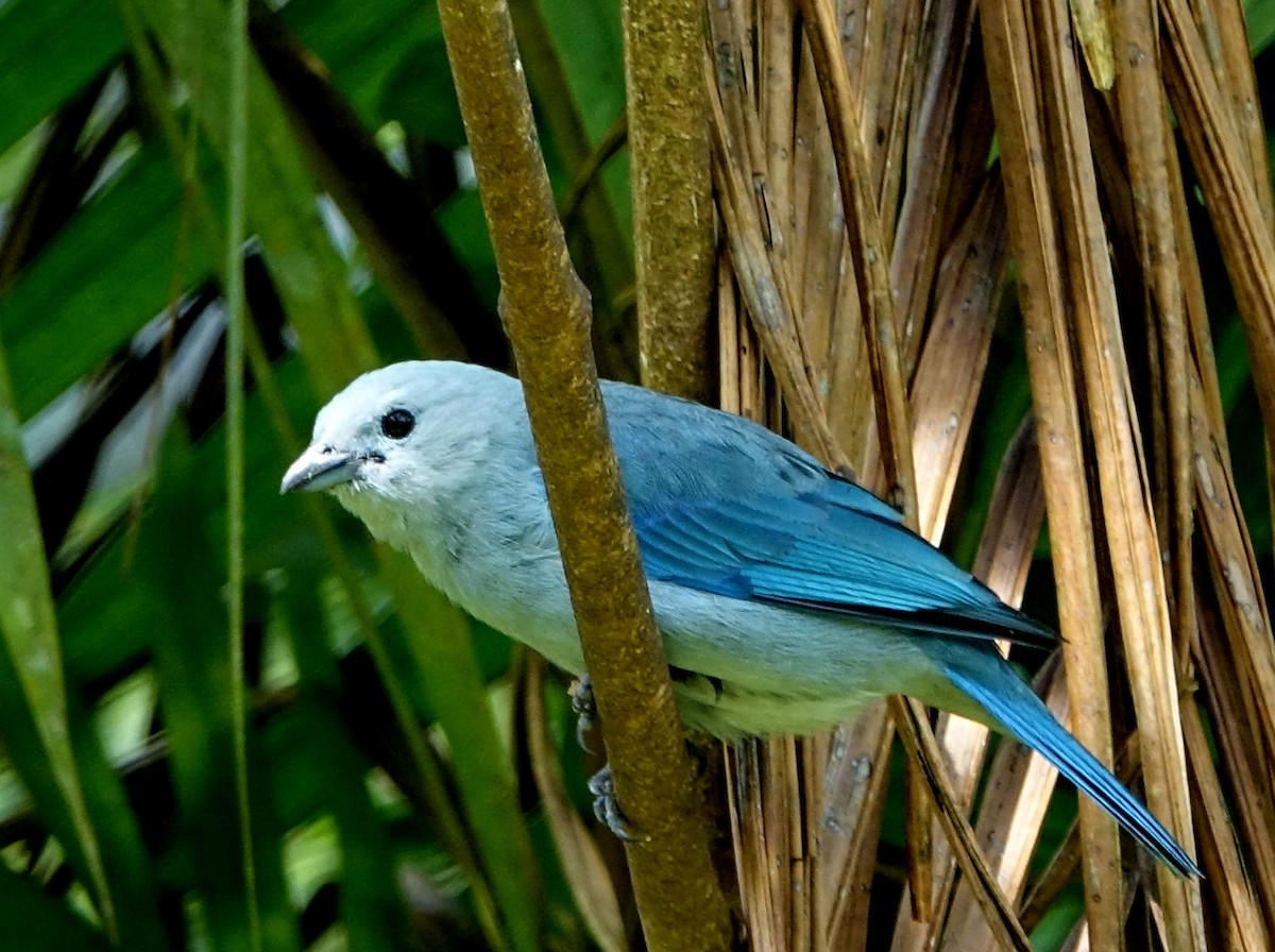 Blue-gray Tanager - ML138486571