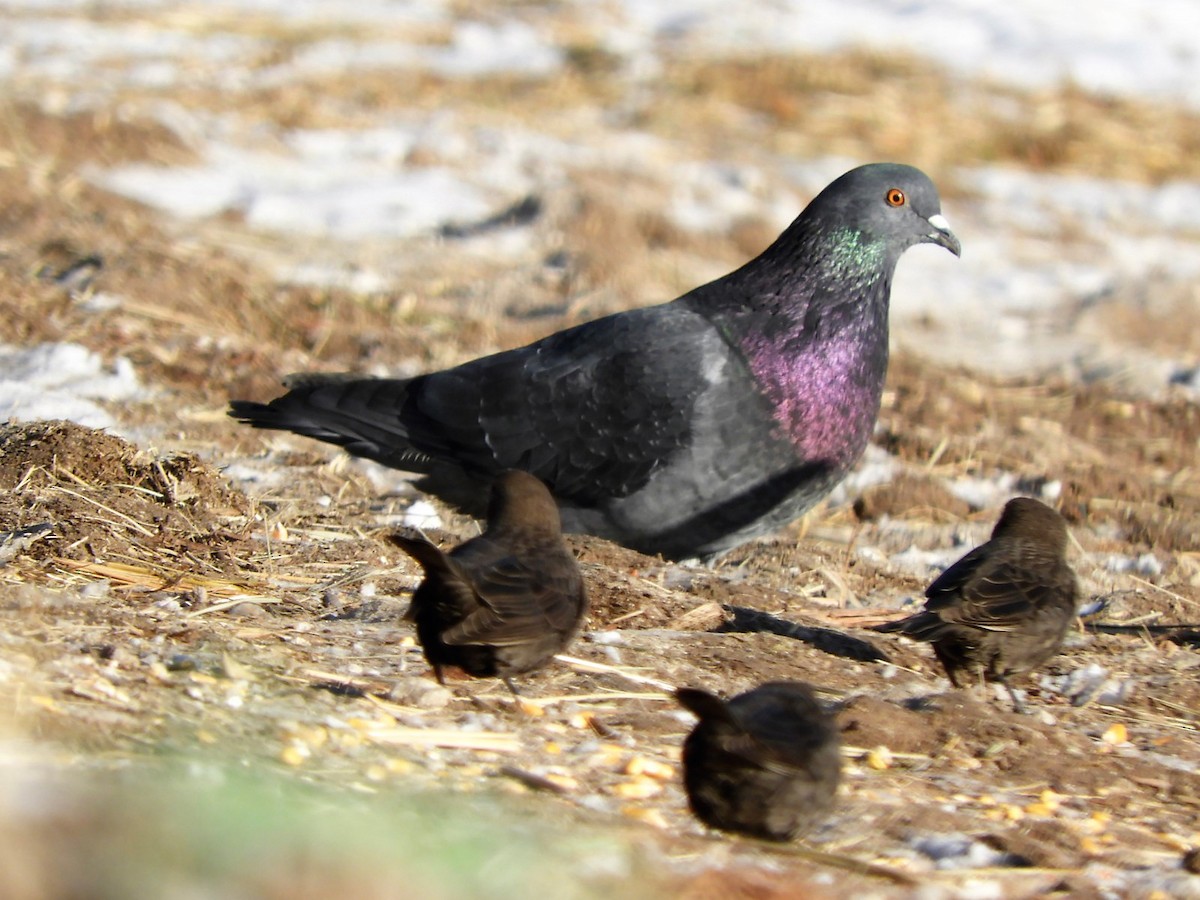 Rock Pigeon (Feral Pigeon) - ML138486651