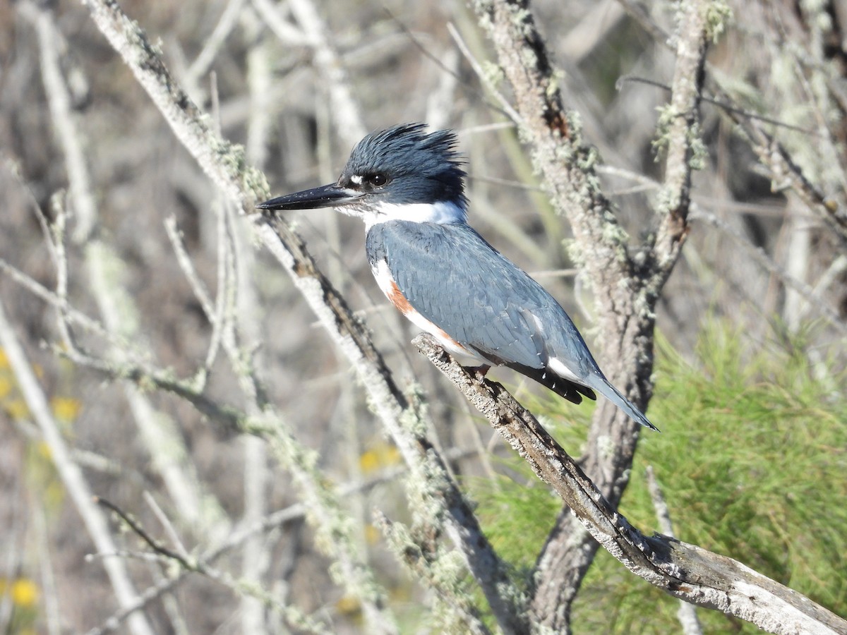 Belted Kingfisher - ML138489771