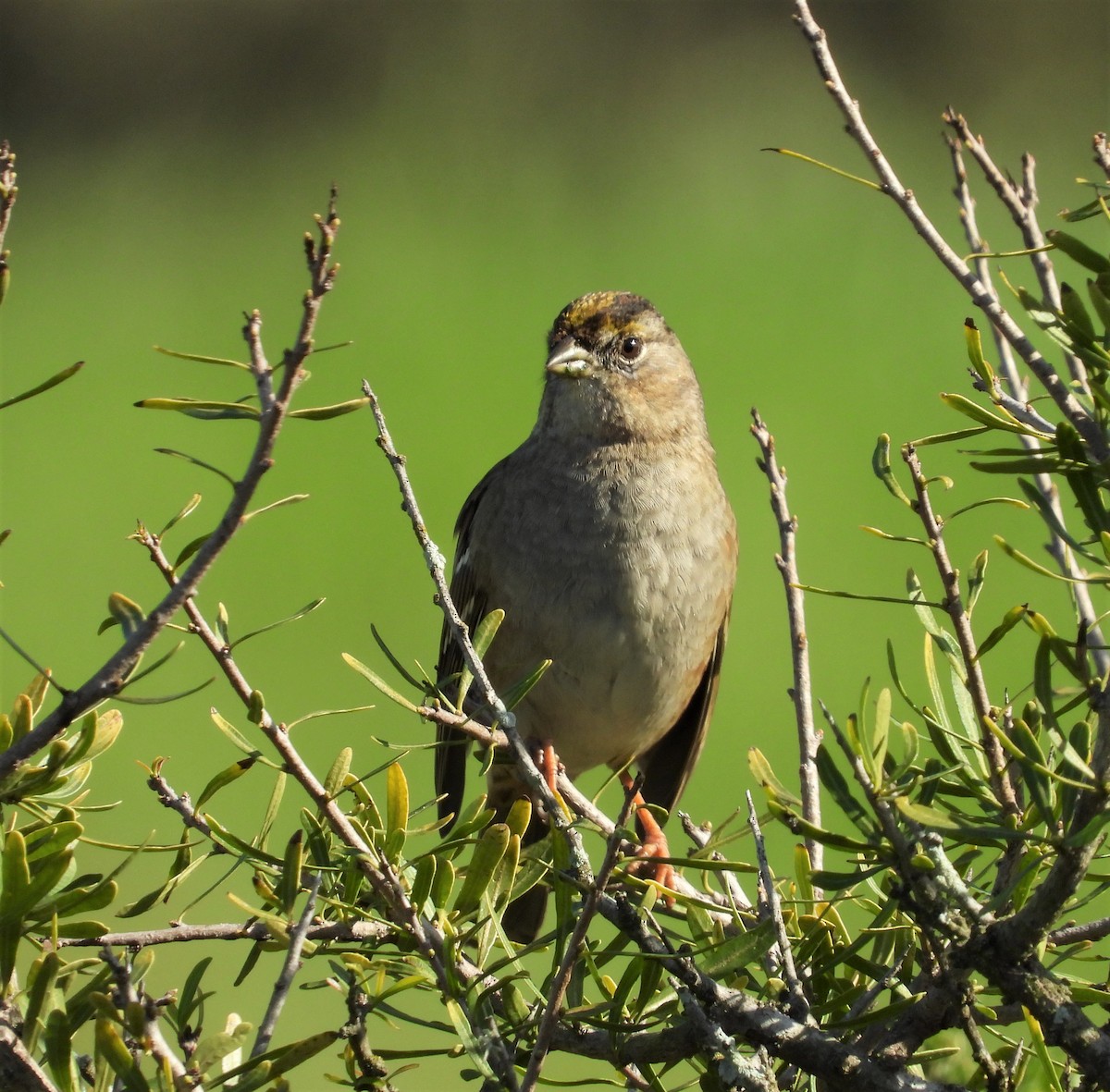 Golden-crowned Sparrow - ML138491721