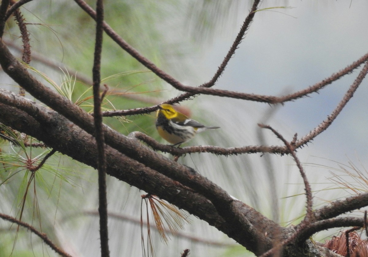 Black-throated Green Warbler - Rudy Botzoc @ChileroBirding