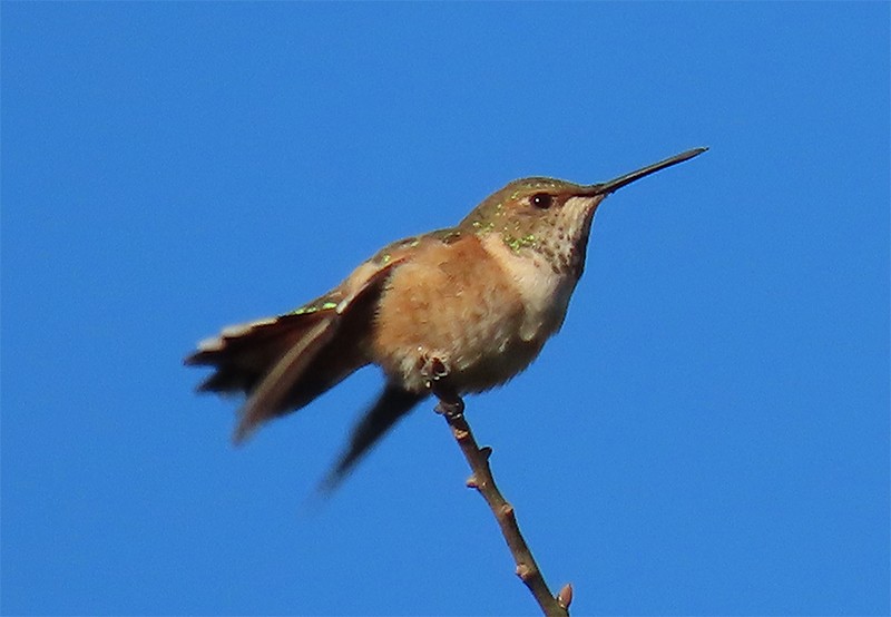 Rufous Hummingbird - Karen Lebing