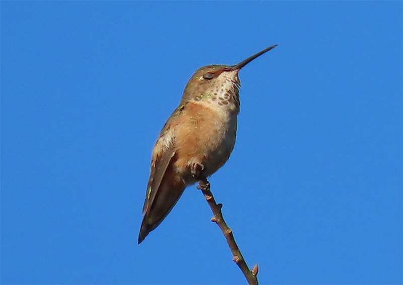 Rufous Hummingbird - Karen Lebing