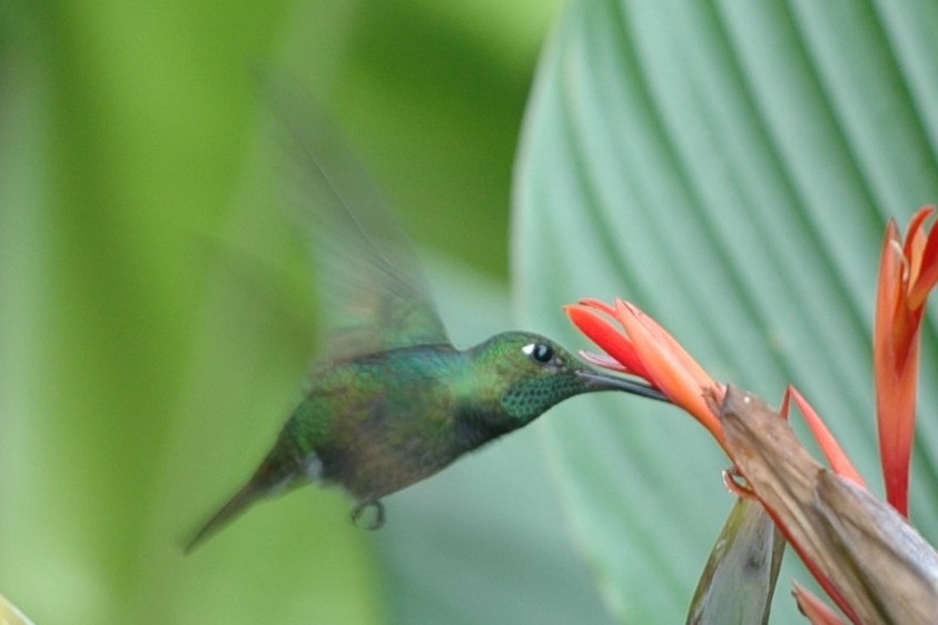 kolibřík fialovoprsý - ML138495181
