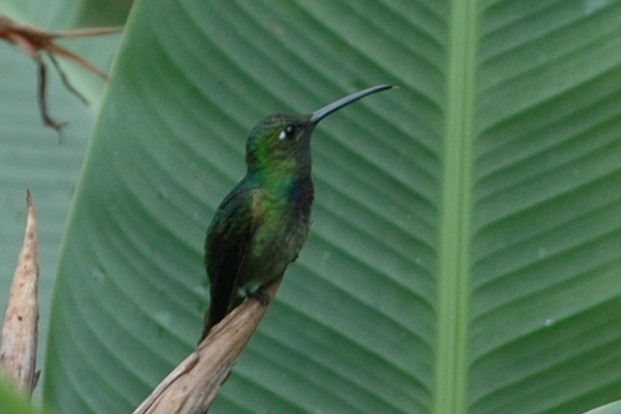 Violet-chested Hummingbird - ML138495191