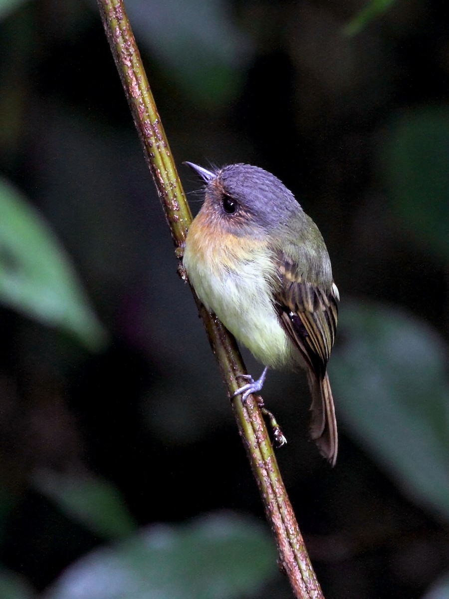 Rufous-breasted Flycatcher - ML138496281