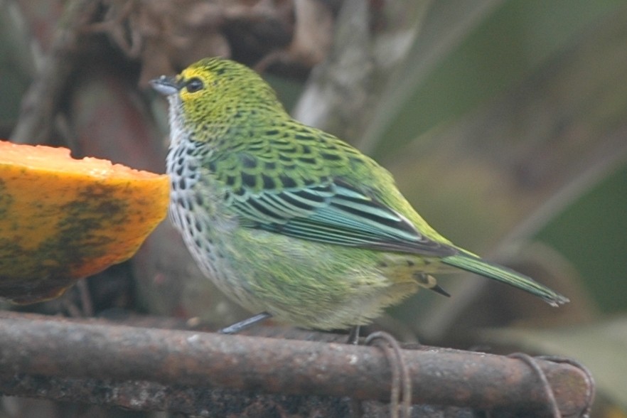 Speckled Tanager - ML138496501