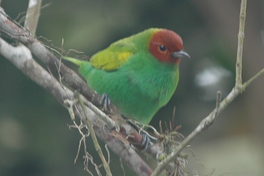 Bay-headed Tanager - Cathy Pasterczyk