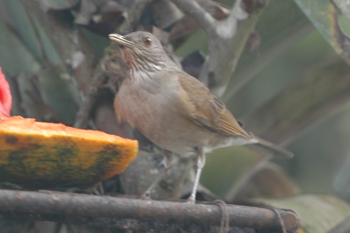 Pale-breasted Thrush - ML138497171