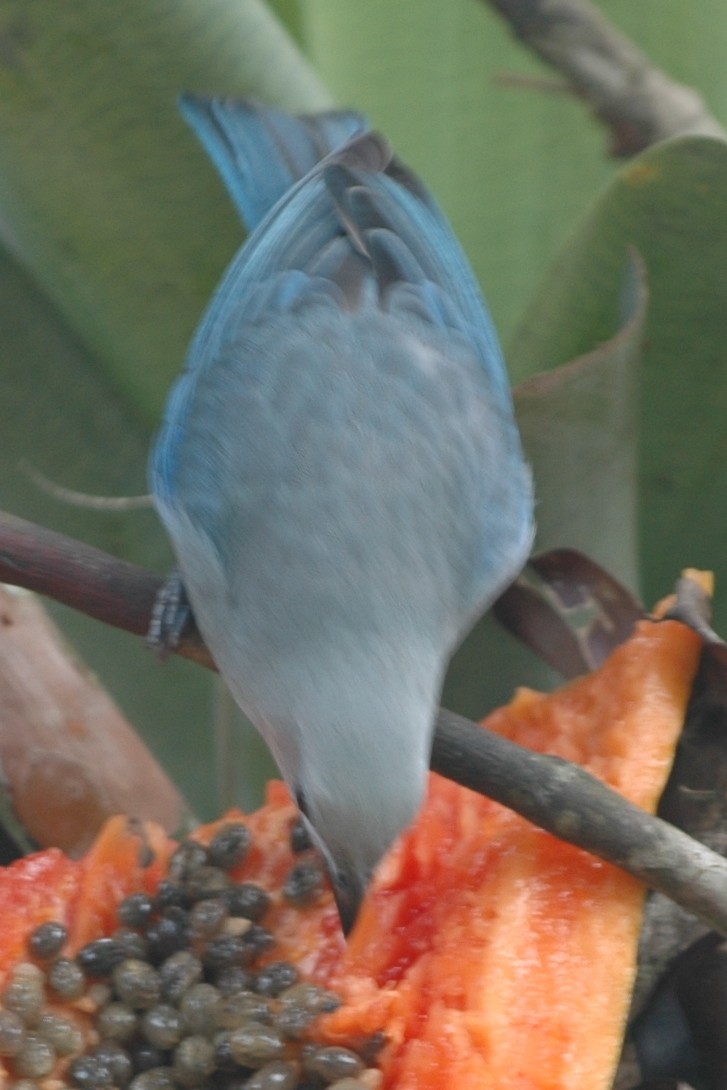 Blue-gray Tanager - ML138497801
