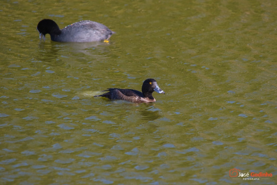 Tufted Duck - ML138498091