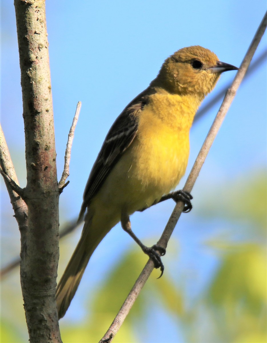 Orchard Oriole - ML138498121