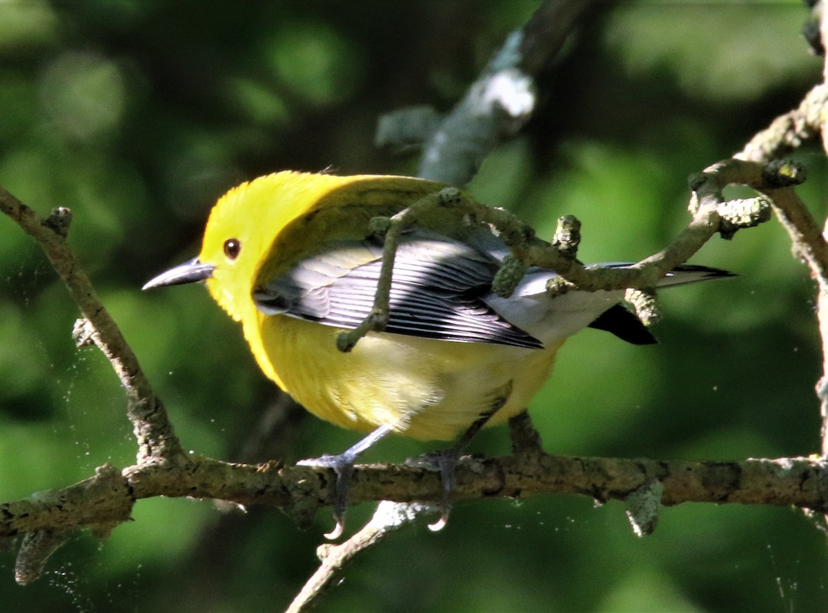 Prothonotary Warbler - ML138498301