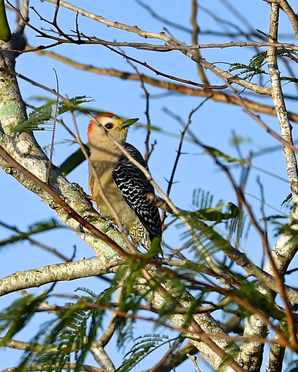 Yucatan Woodpecker - ML138499461