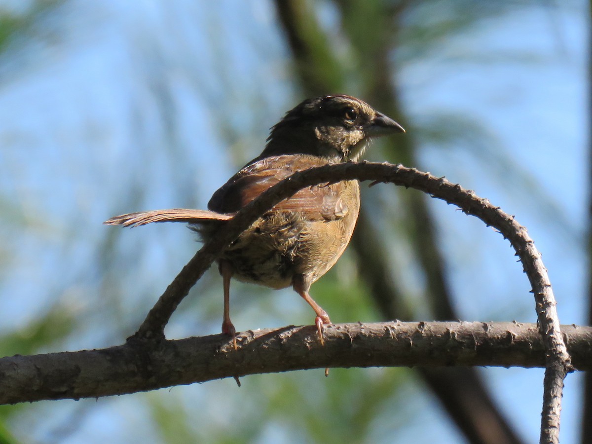 Rusty Sparrow - ML138502421
