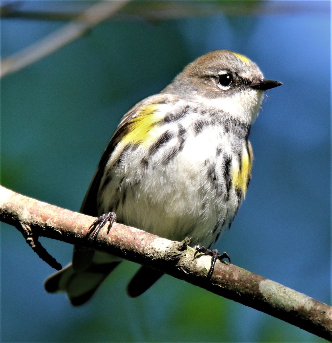 Yellow-rumped Warbler (Myrtle) - ML138503341