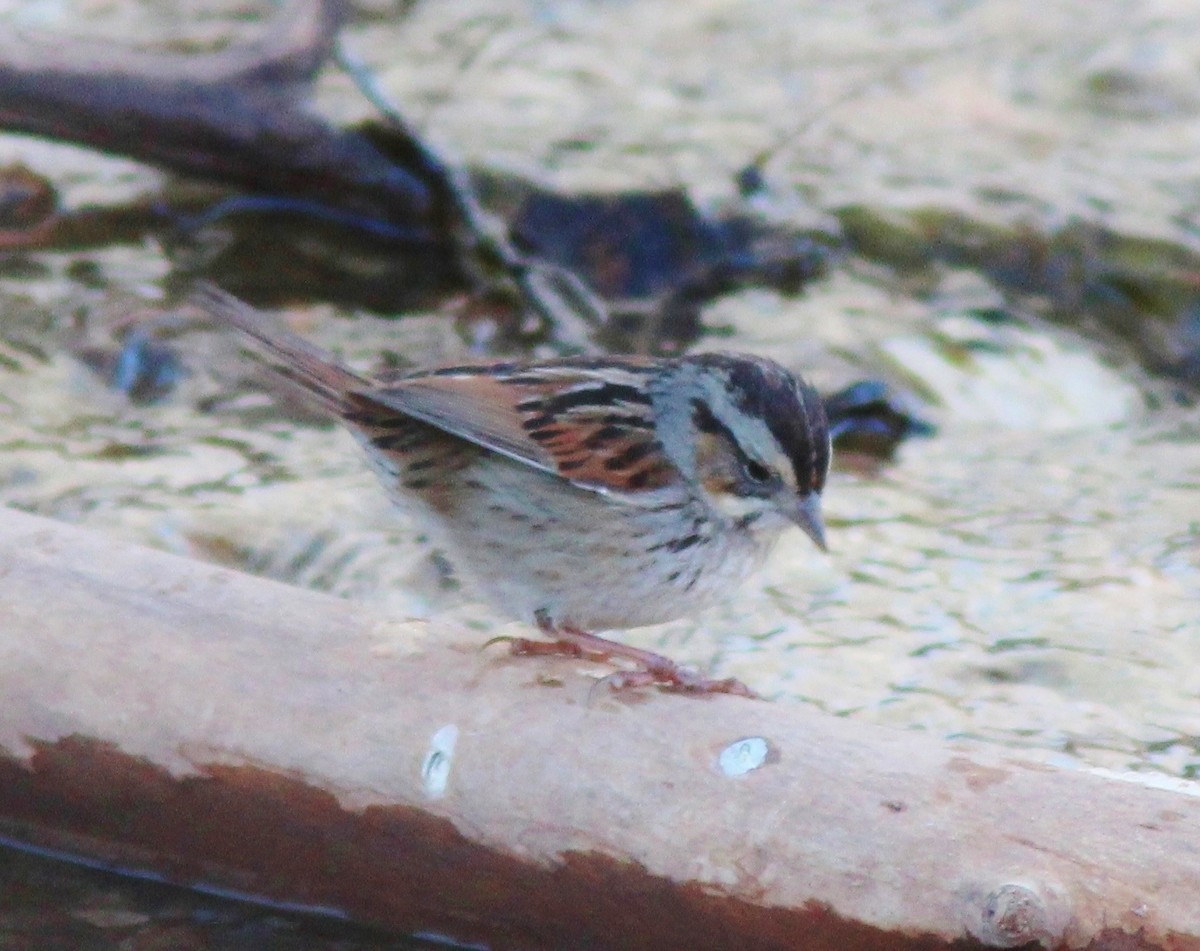 Swamp Sparrow - ML138506611