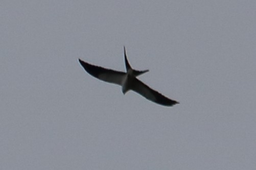 Swallow-tailed Kite - Alta Tanner