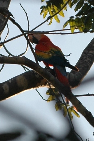Scarlet Macaw - ML138509401