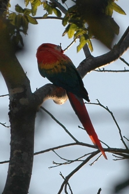 Scarlet Macaw - ML138509411